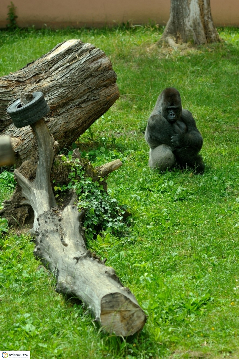 Egy hétköznap az Állatparkban