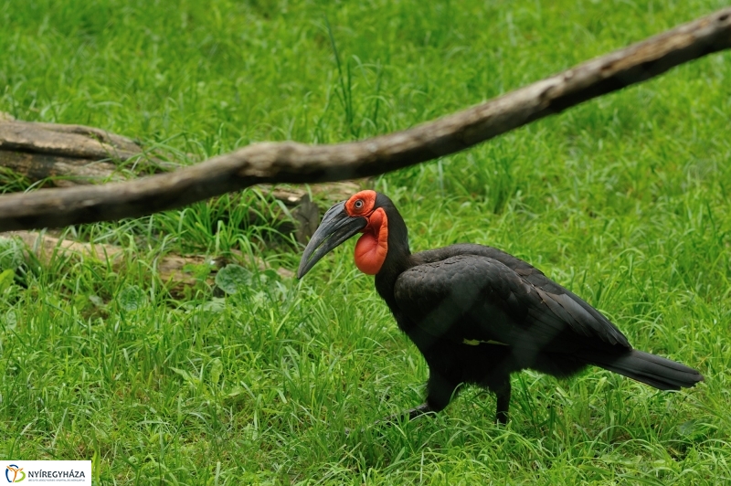 Egy hétköznap az Állatparkban