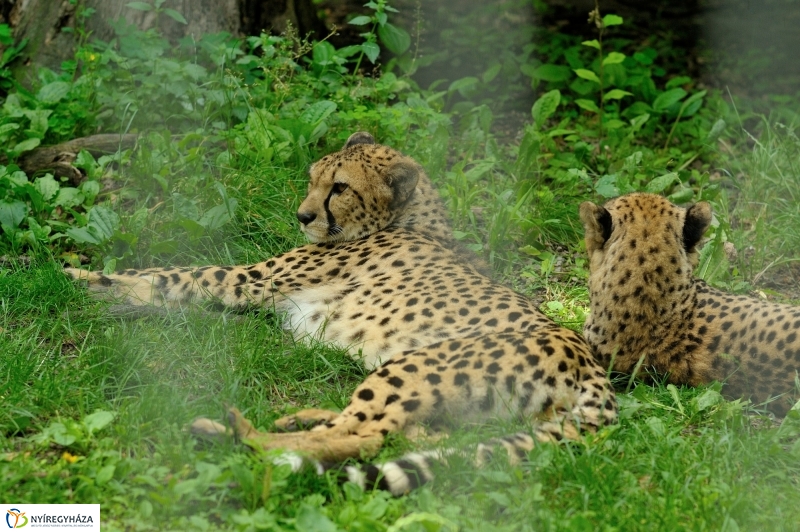 Egy hétköznap az Állatparkban