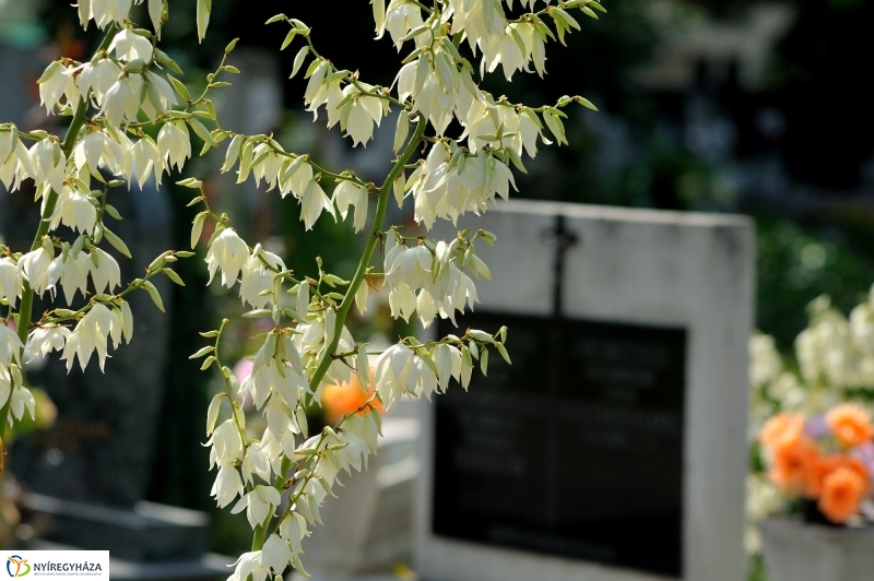 Járőrözés a temetőben