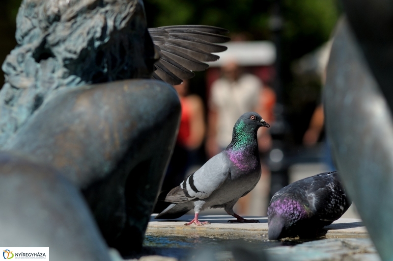 Nyár a belvárosban