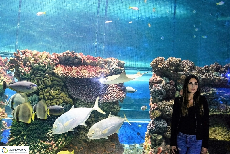 Az Értékes esték programsorozat az Állatparkba kalauzolta az érdeklődőket