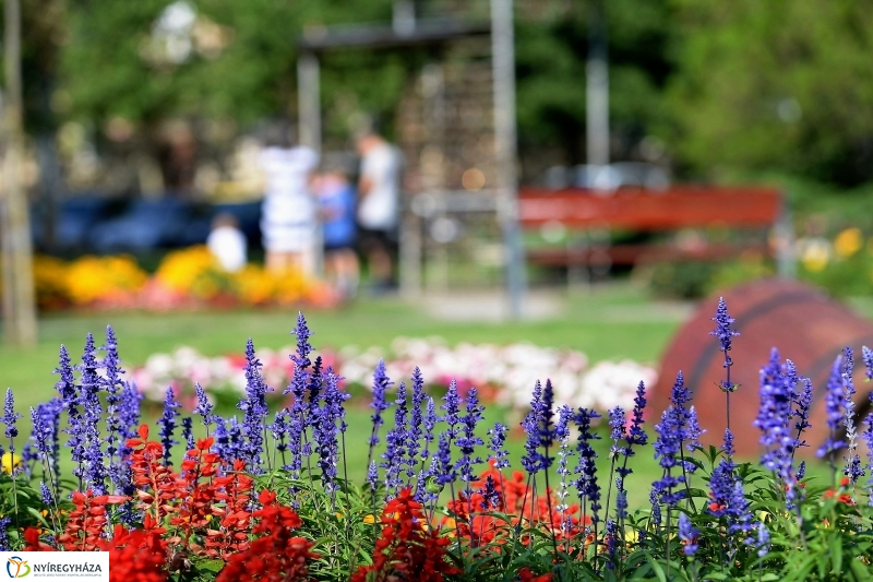 Nyári virágos belváros