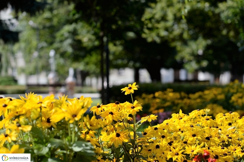 Nyári virágos belváros