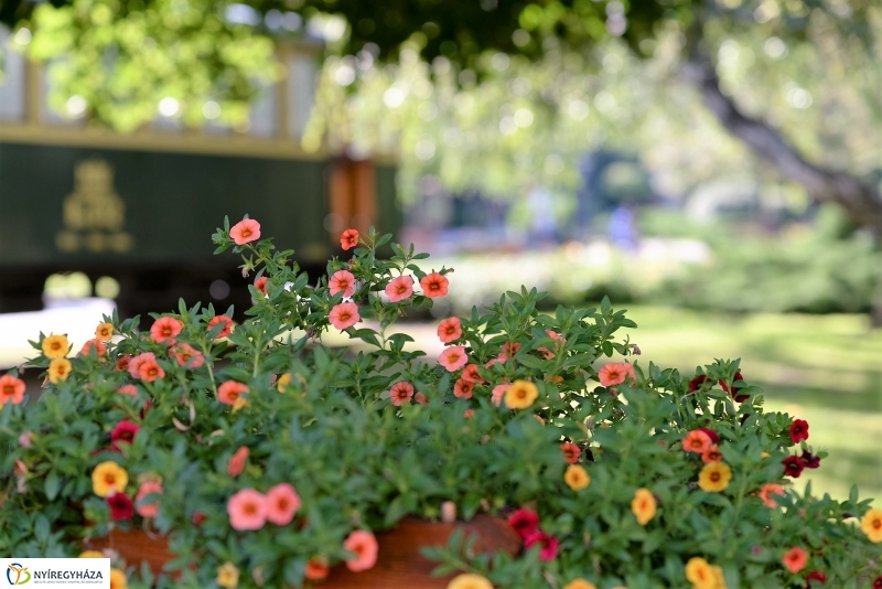 Nyári virágos belváros