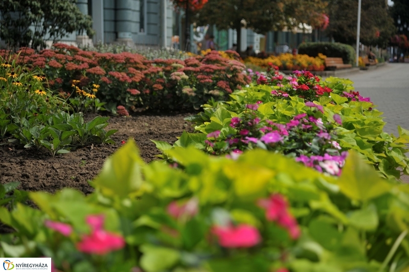 Belváros, nyár, virágok