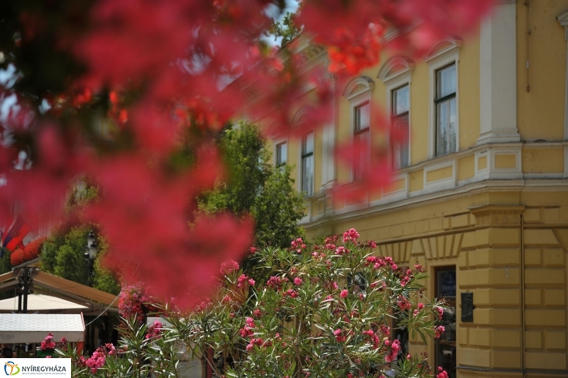 Belváros, nyár, virágok