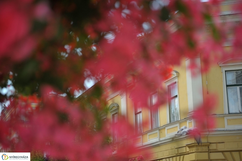 Belváros, nyár, virágok