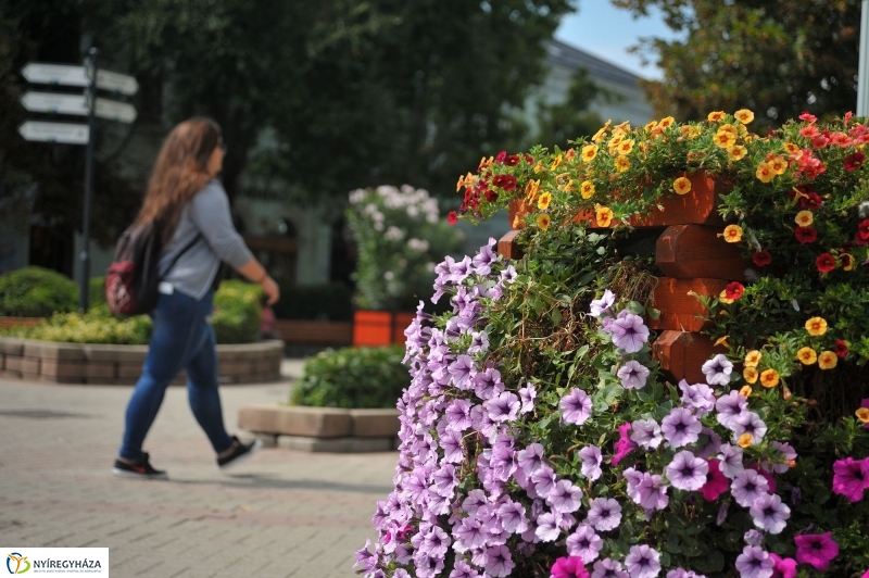 Belváros, nyár, virágok