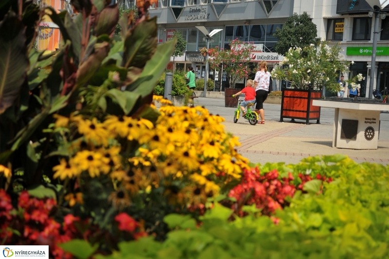 Belváros, nyár, virágok