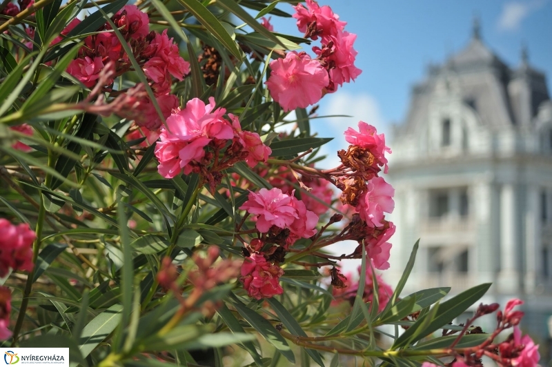 Belváros, nyár, virágok