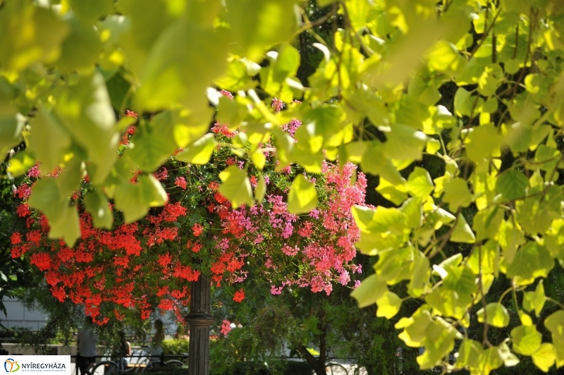 Belváros, nyár, virágok