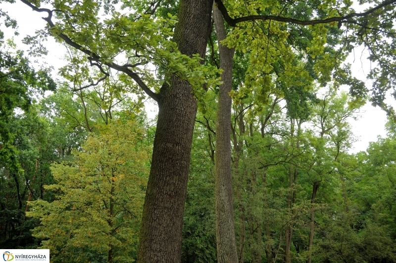 Értékes Esték - Séta a Sóstói erdőben