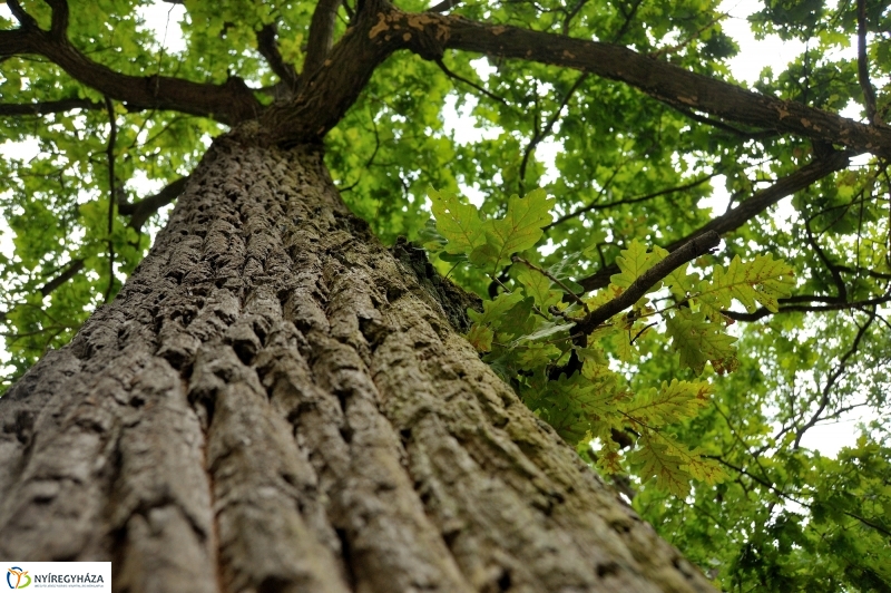 Értékes Esték - Séta a Sóstói erdőben