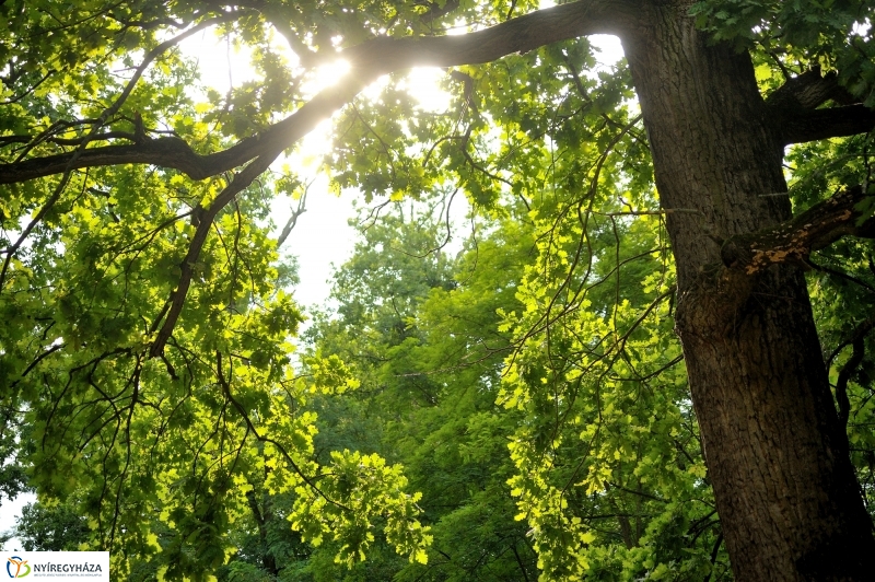 Értékes Esték - Séta a Sóstói erdőben