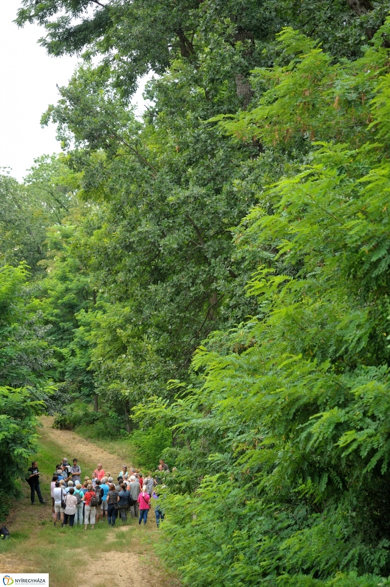 Értékes Esték - Séta a Sóstói erdőben