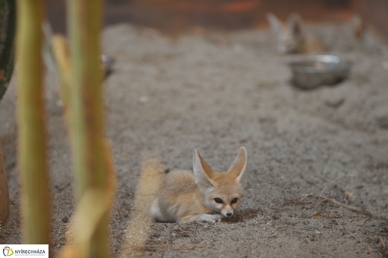 Sivatagi róka az Állatparkban