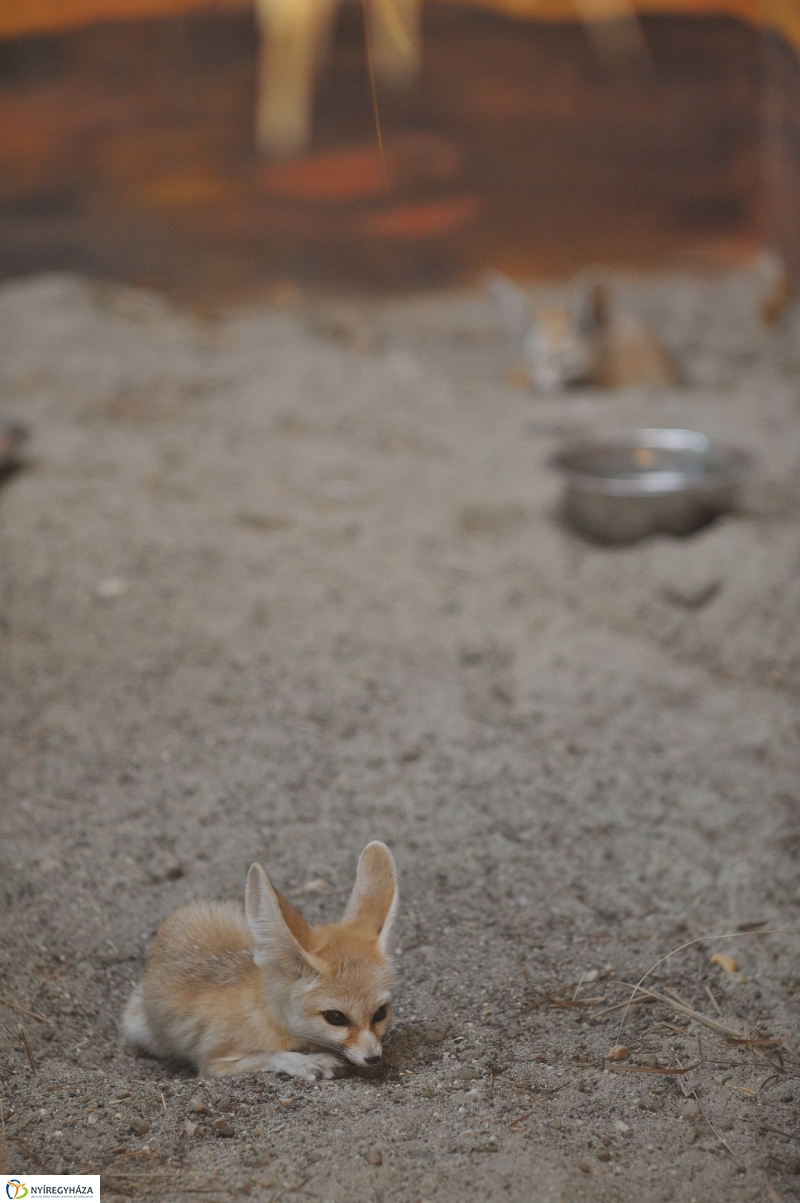 Sivatagi róka az Állatparkban