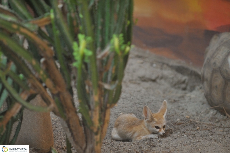 Sivatagi róka az Állatparkban