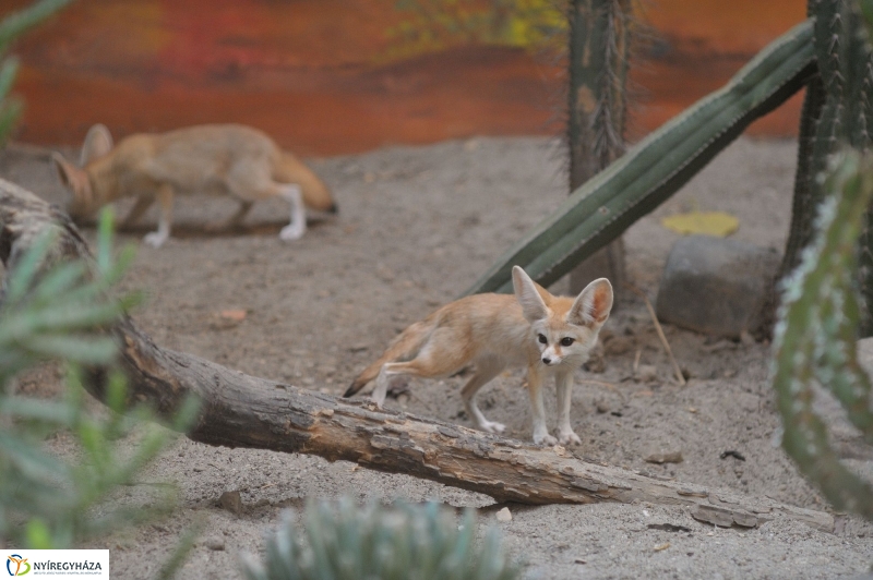Sivatagi róka az Állatparkban