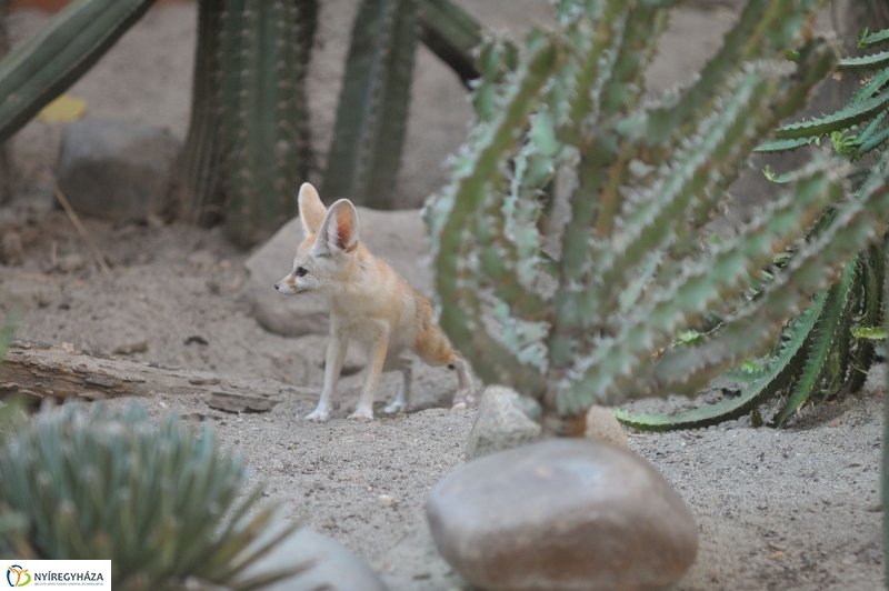 Sivatagi róka az Állatparkban