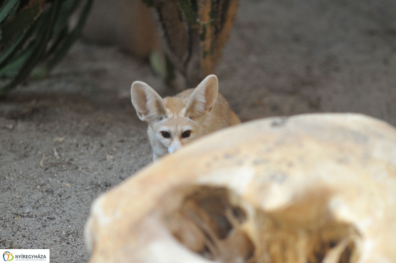 Sivatagi róka az Állatparkban