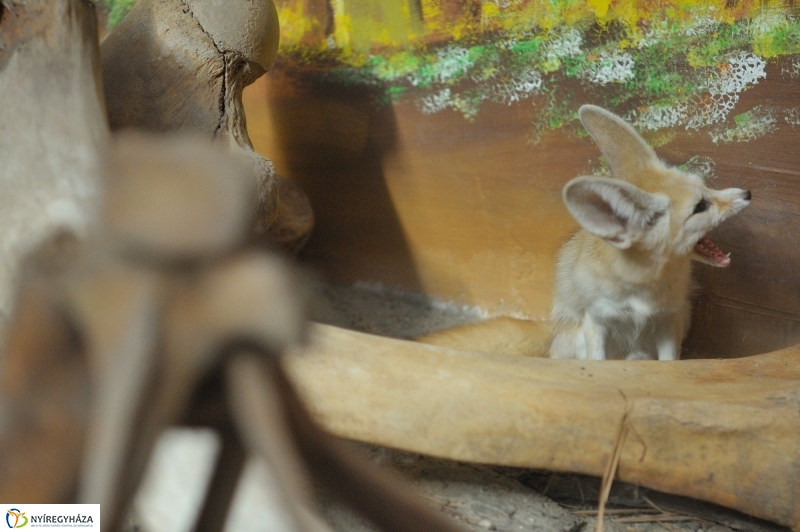 Sivatagi róka az Állatparkban