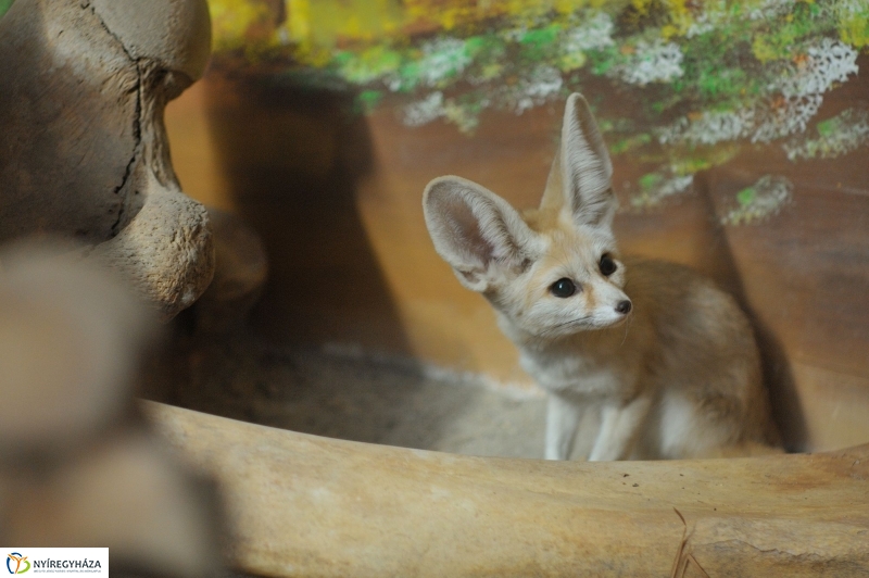 Sivatagi róka az Állatparkban
