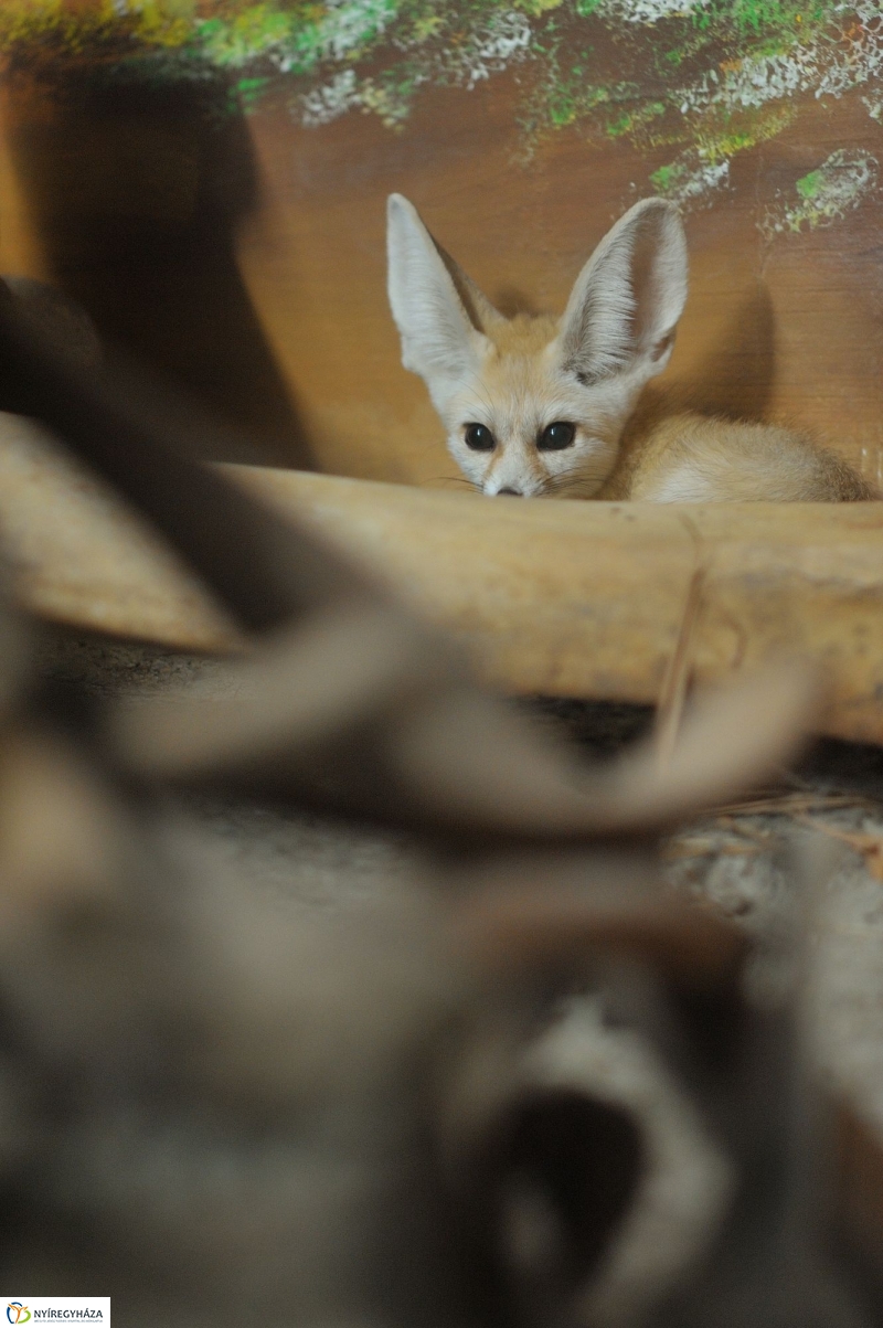 Sivatagi róka az Állatparkban