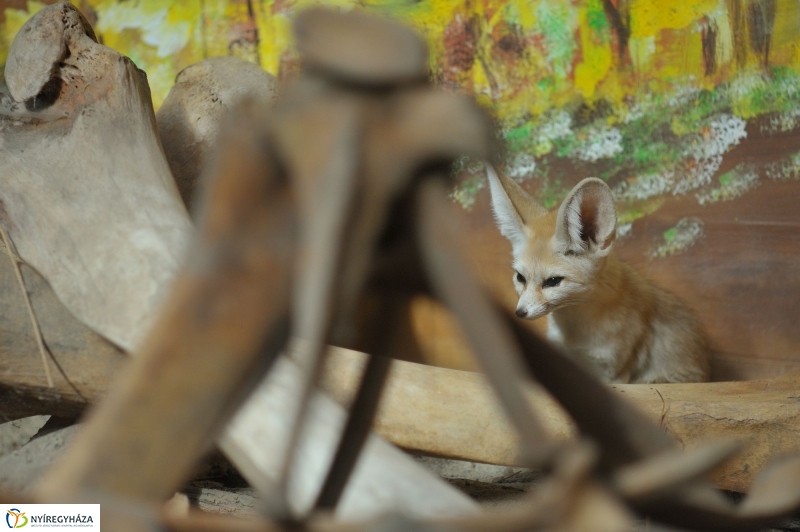 Sivatagi róka az Állatparkban