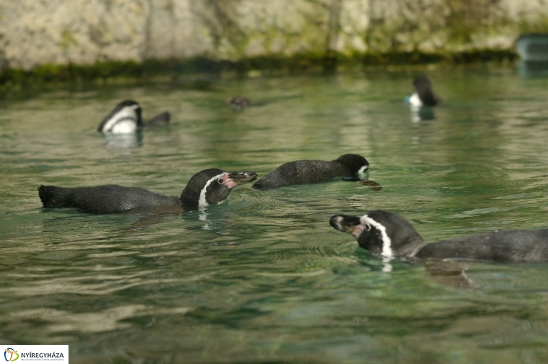 Állatparki programok augusztus 20-án