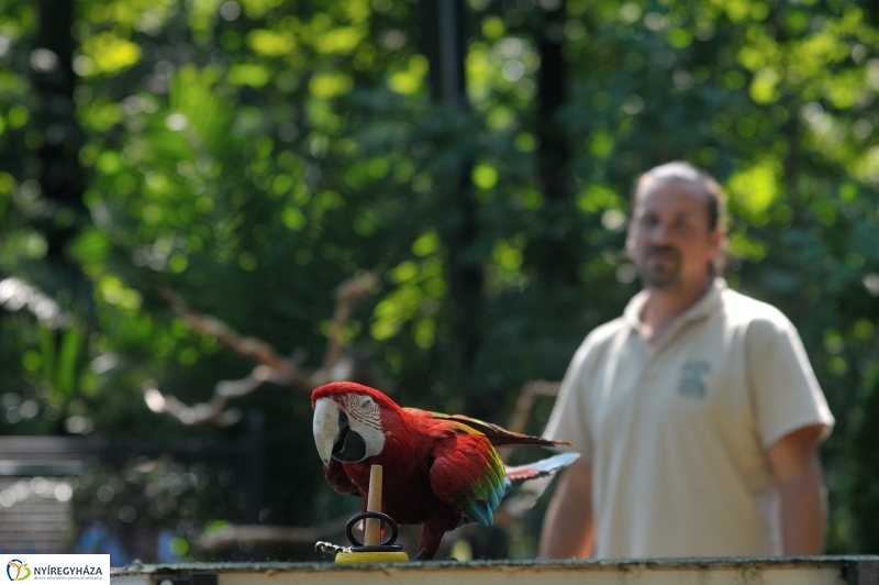 Állatparki programok augusztus 20-án