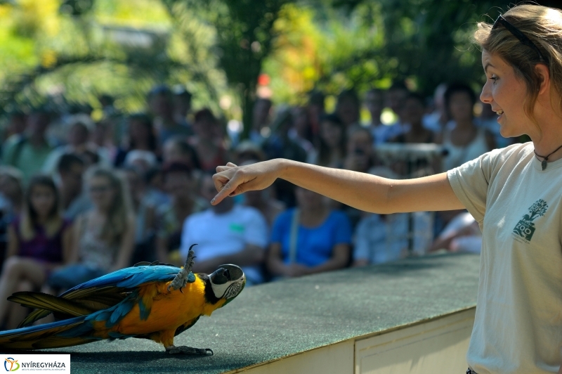 Állatparki programok augusztus 20-án