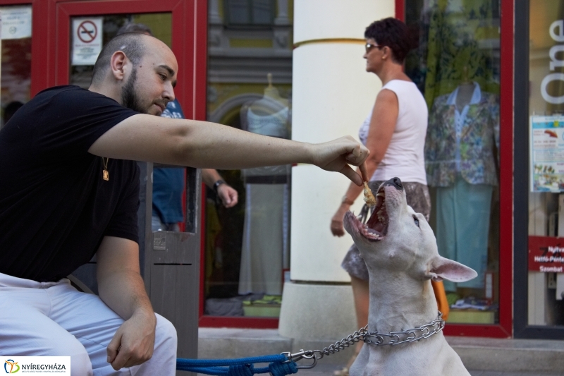 VIDOR 2016 - hetedik nap pillanatai