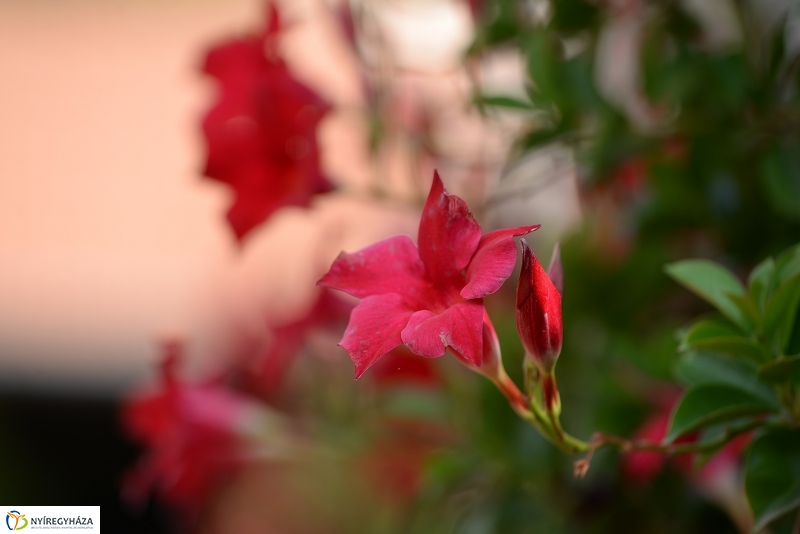 Kertszépségverseny eredményhirdetése