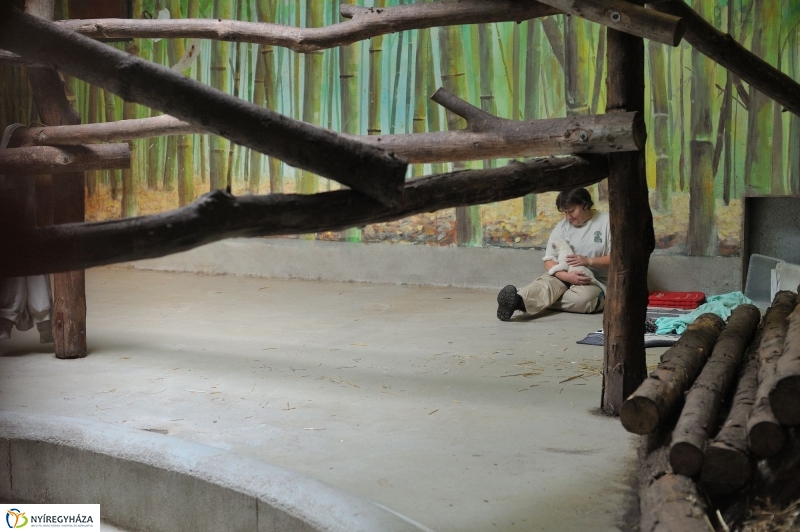 Látogatóban a kis fehér oroszlánnál - fotó Szarka Lajos