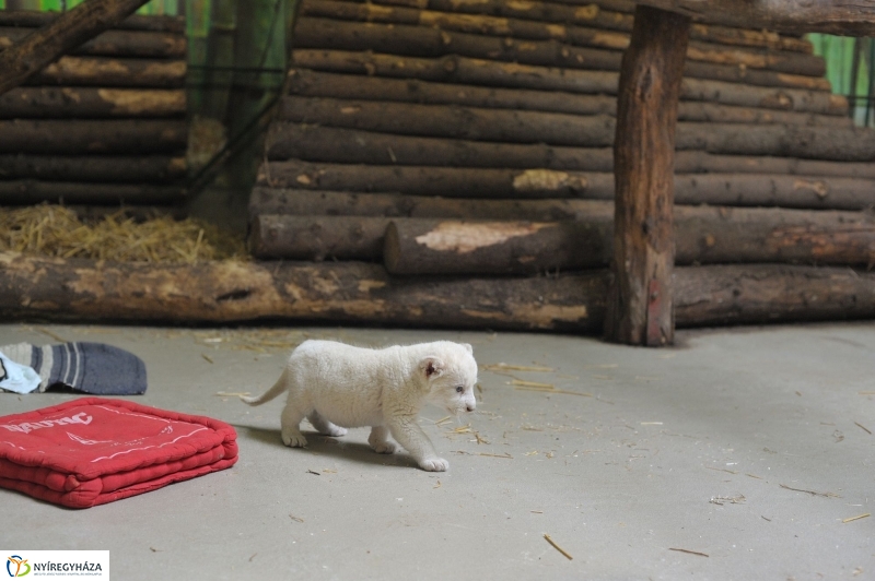 Látogatóban a kis fehér oroszlánnál - fotó Szarka Lajos