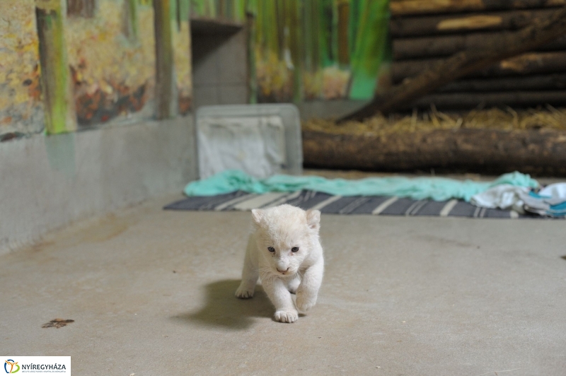 Látogatóban a kis fehér oroszlánnál - fotó Szarka Lajos
