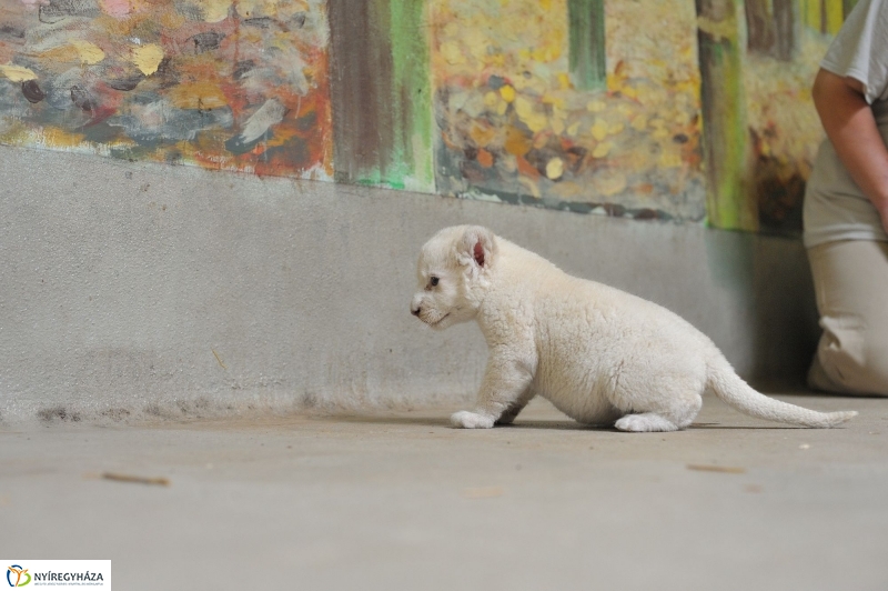 Látogatóban a kis fehér oroszlánnál - fotó Szarka Lajos