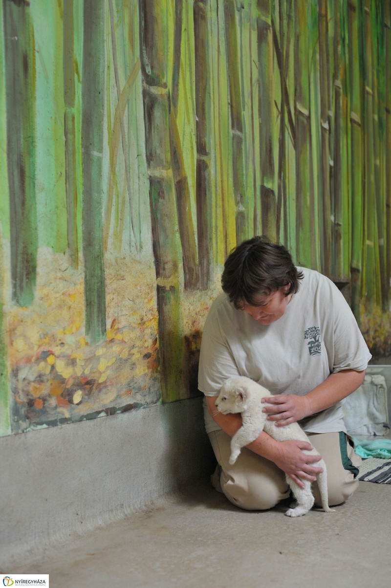 Látogatóban a kis fehér oroszlánnál - fotó Szarka Lajos