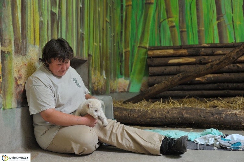 Látogatóban a kis fehér oroszlánnál - fotó Szarka Lajos