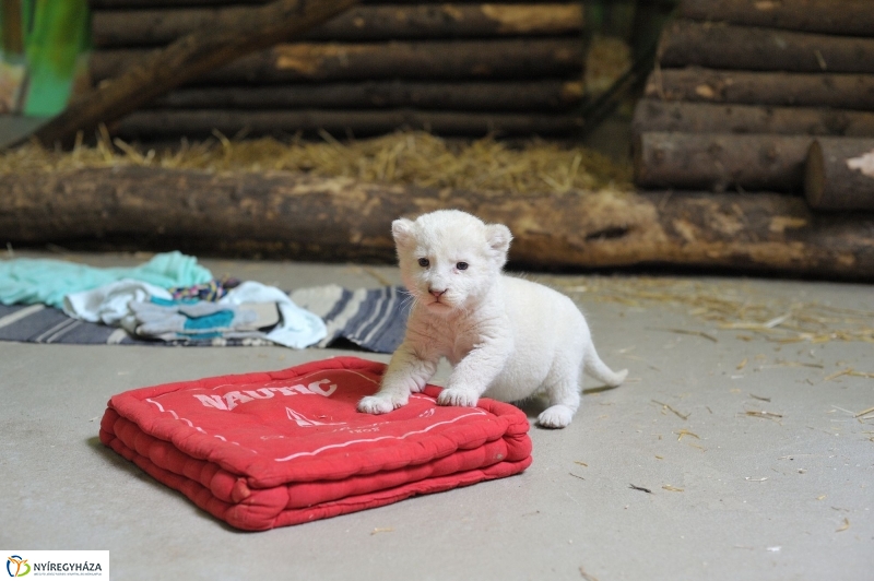Látogatóban a kis fehér oroszlánnál - fotó Szarka Lajos