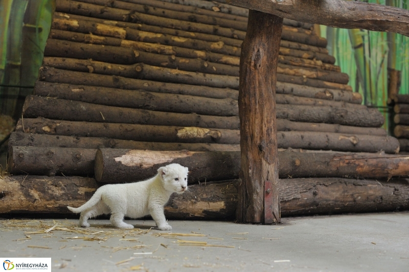 Látogatóban a kis fehér oroszlánnál - fotó Szarka Lajos