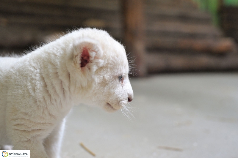 Látogatóban a kis fehér oroszlánnál - fotó Szarka Lajos