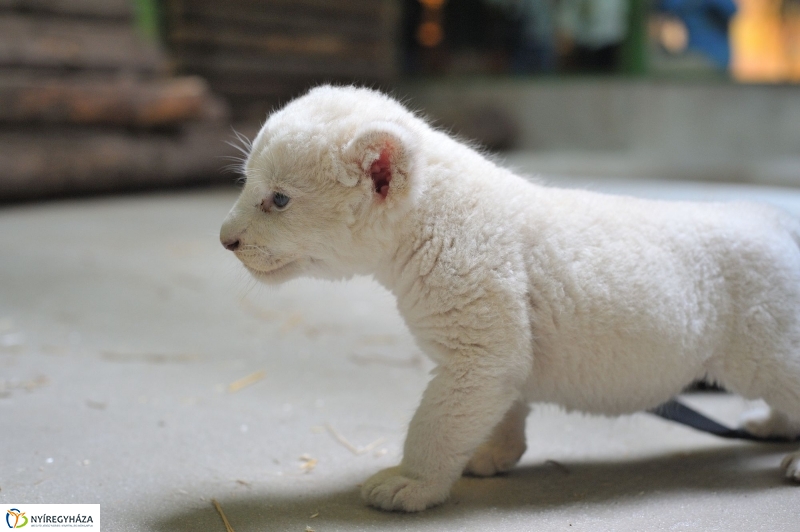 Látogatóban a kis fehér oroszlánnál - fotó Szarka Lajos