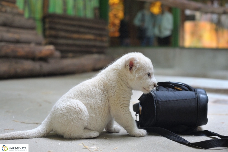 Látogatóban a kis fehér oroszlánnál - fotó Szarka Lajos