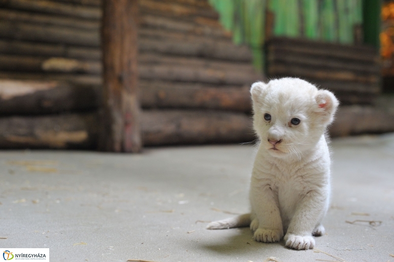 Látogatóban a kis fehér oroszlánnál - fotó Szarka Lajos