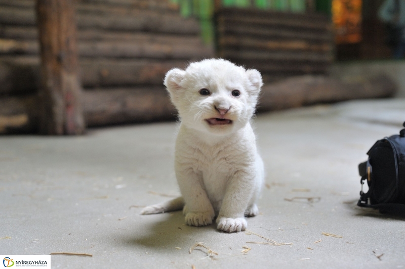 Látogatóban a kis fehér oroszlánnál - fotó Szarka Lajos