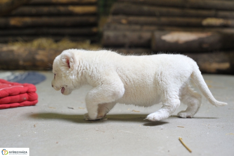Látogatóban a kis fehér oroszlánnál - fotó Szarka Lajos