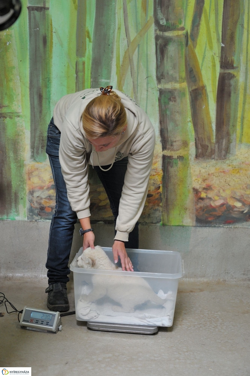 Látogatóban a kis fehér oroszlánnál - fotó Szarka Lajos